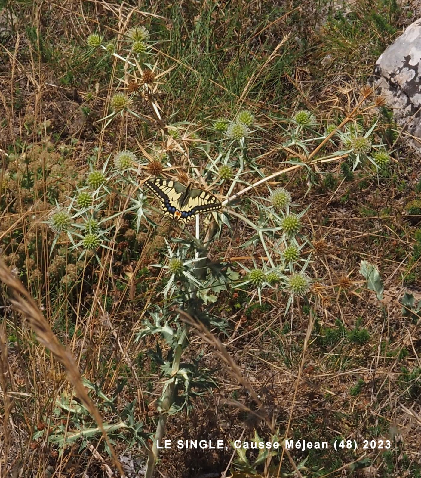 Eryngo, Field plant